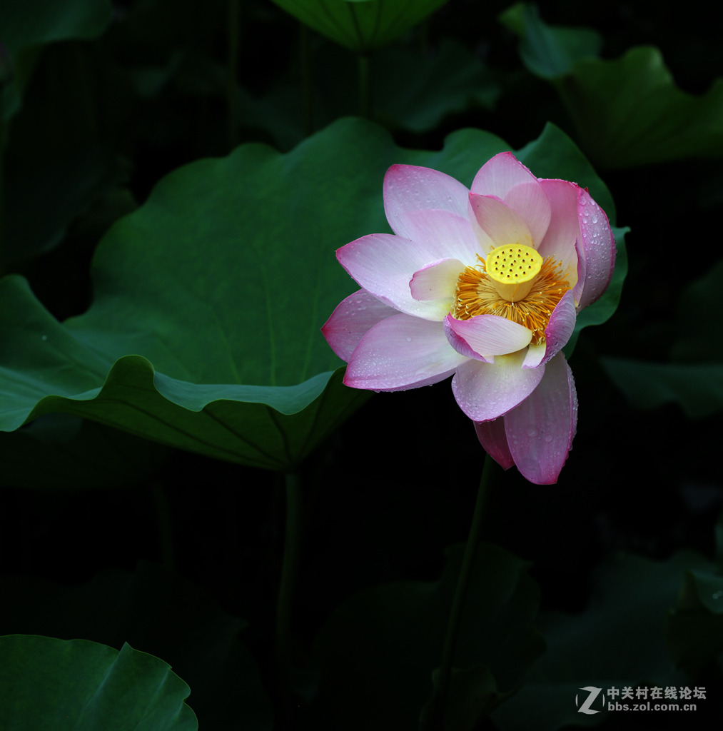又见荷花香