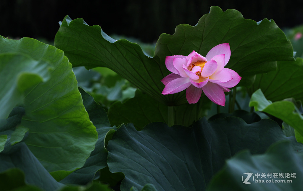 又见荷花香