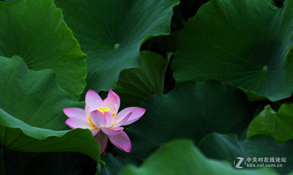 又见荷花香