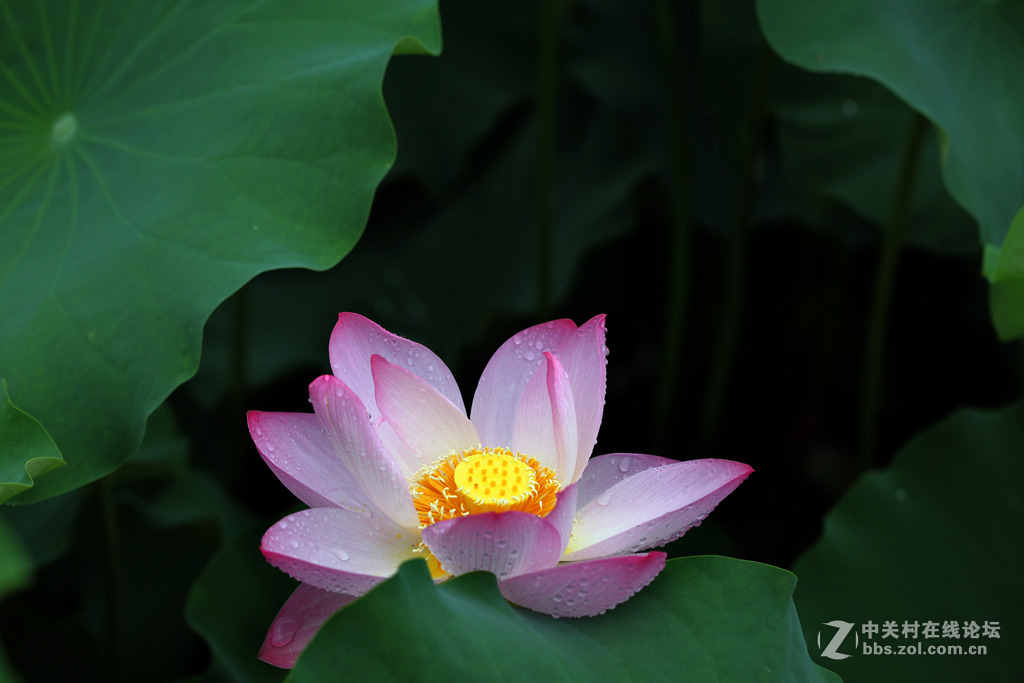 又见荷花香