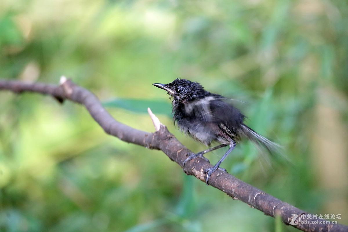 鵲鴝幼鳥