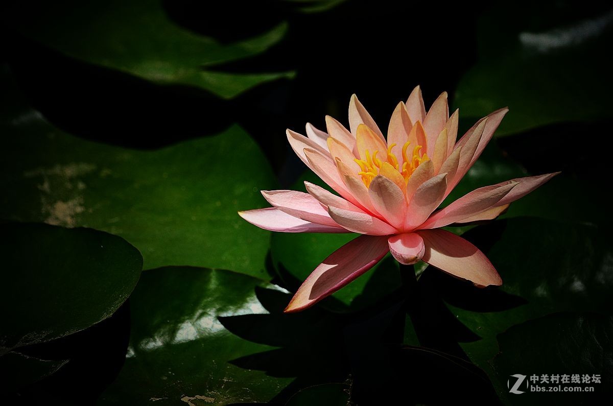 花卉《八十三》莲花