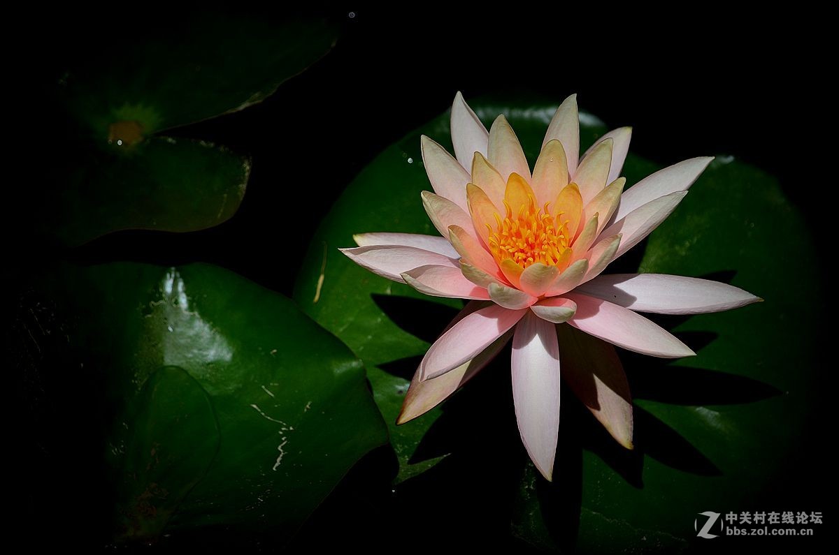 花卉《八十三》莲花