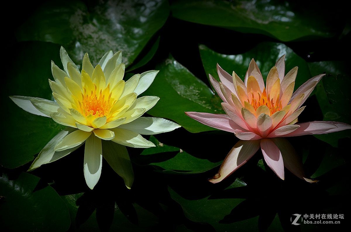 花卉《八十三》莲花