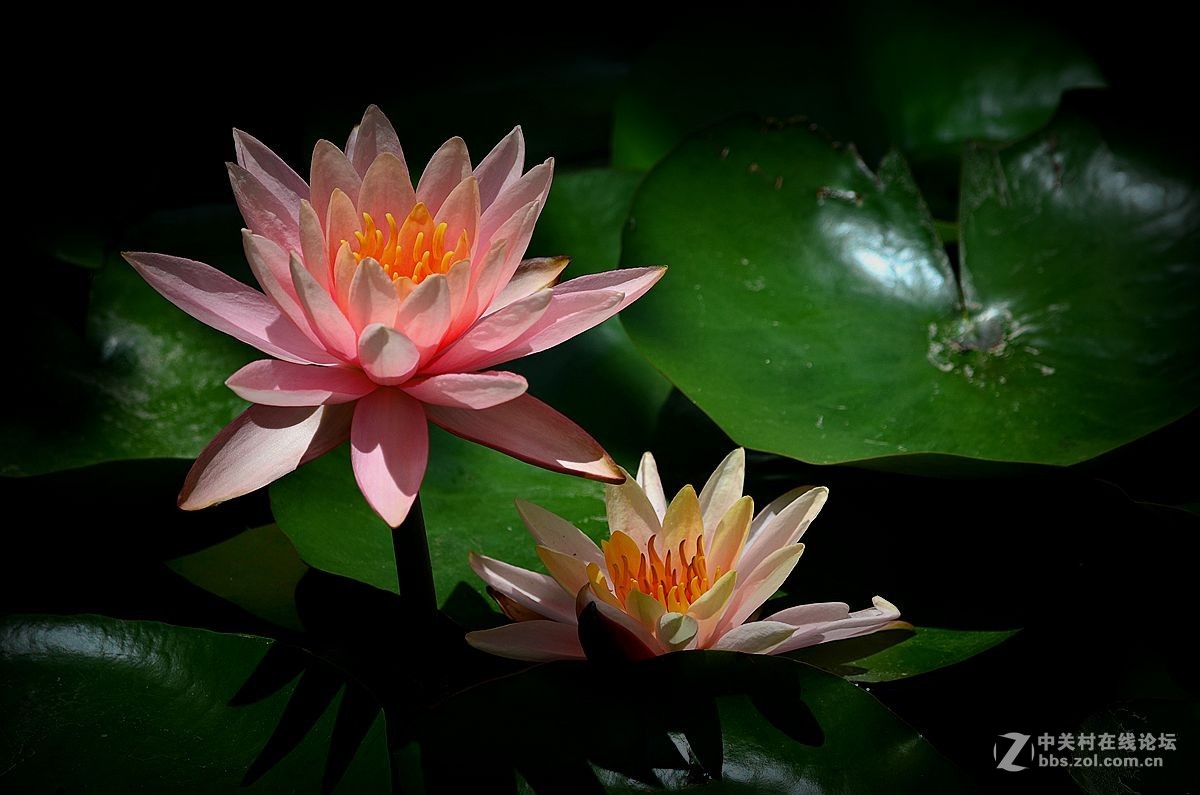 花卉《八十三》莲花