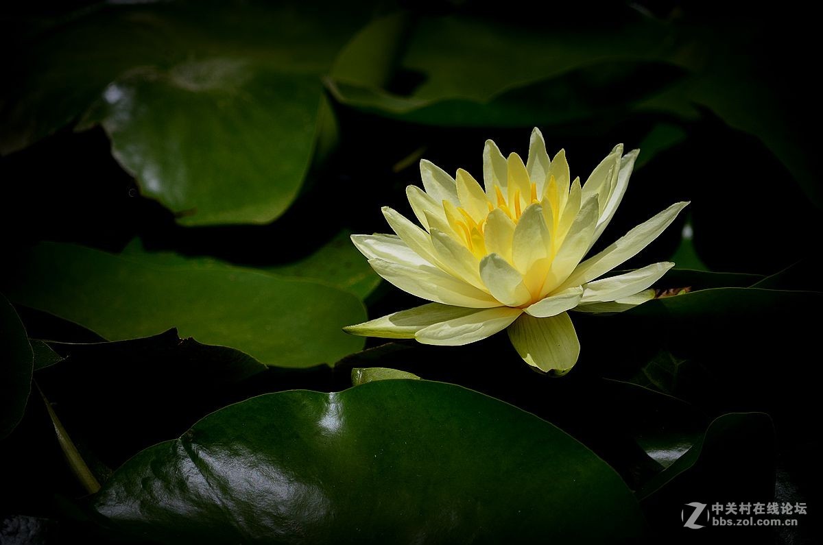花卉《八十三》莲花