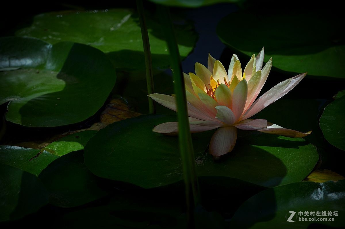 花卉《八十三》莲花