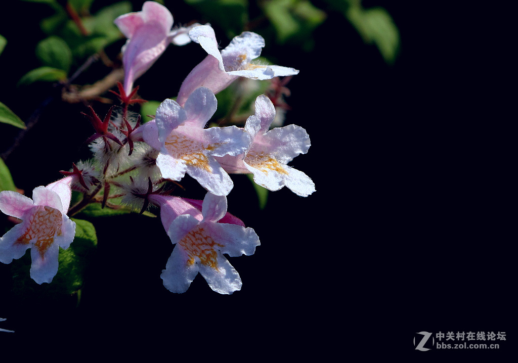 《带一组G12作业欢迎马末仁版主指导》
