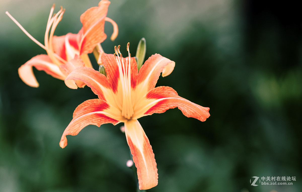 一组花