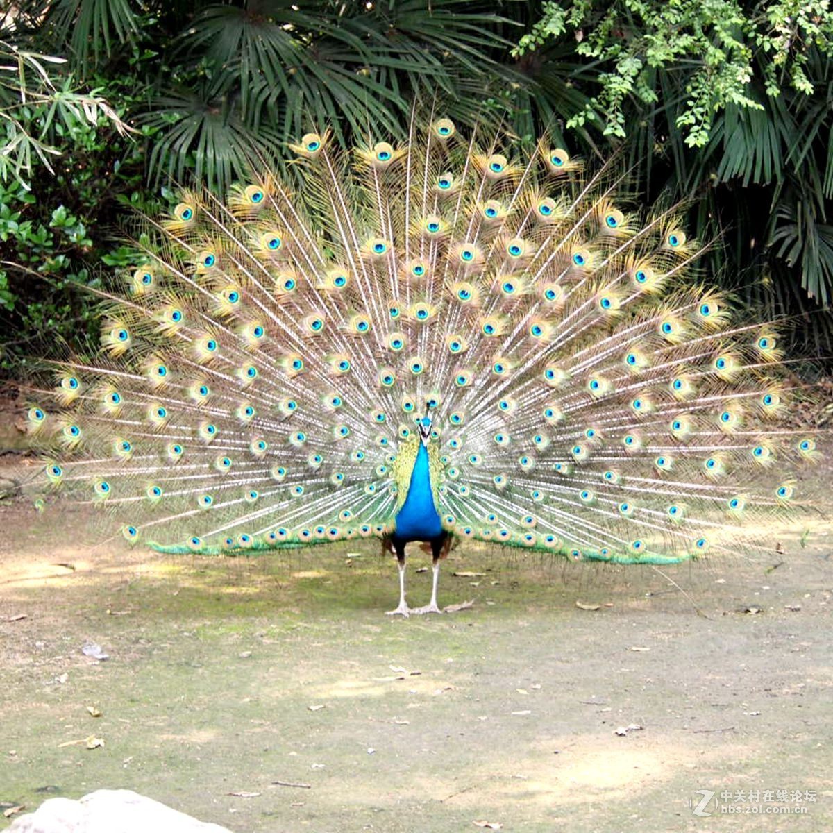 信阳南湾湖水利风景区罕见的孔雀展翅