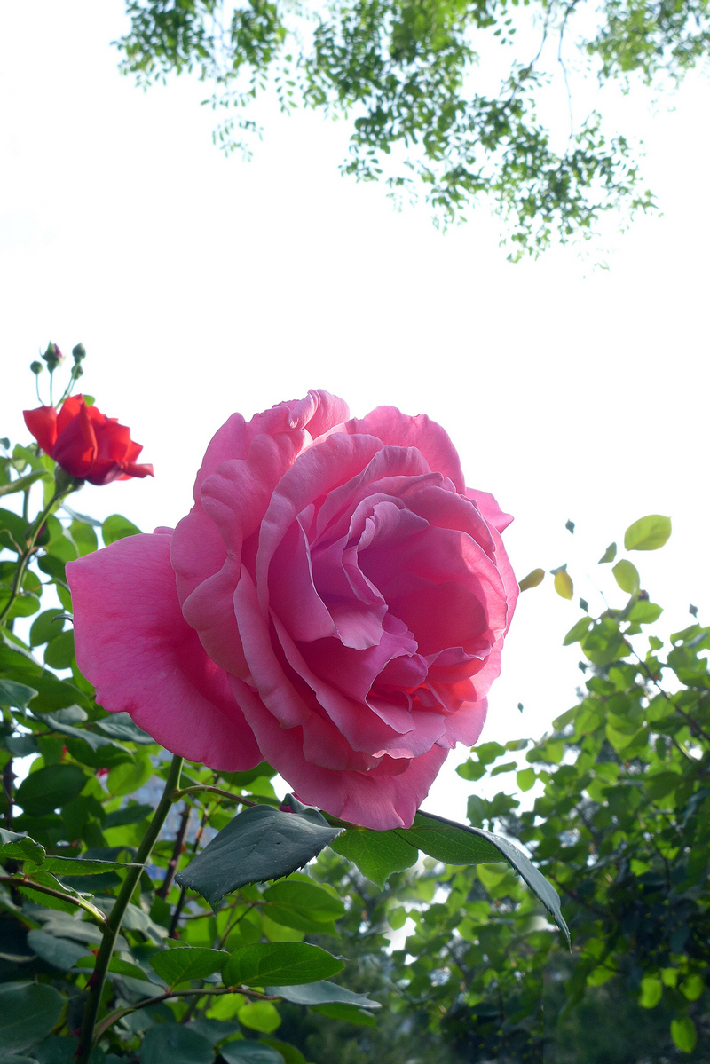 月季花2