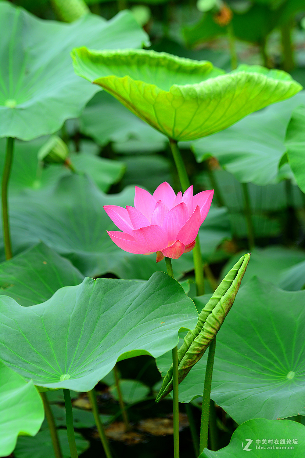 圆明园的荷花竖版