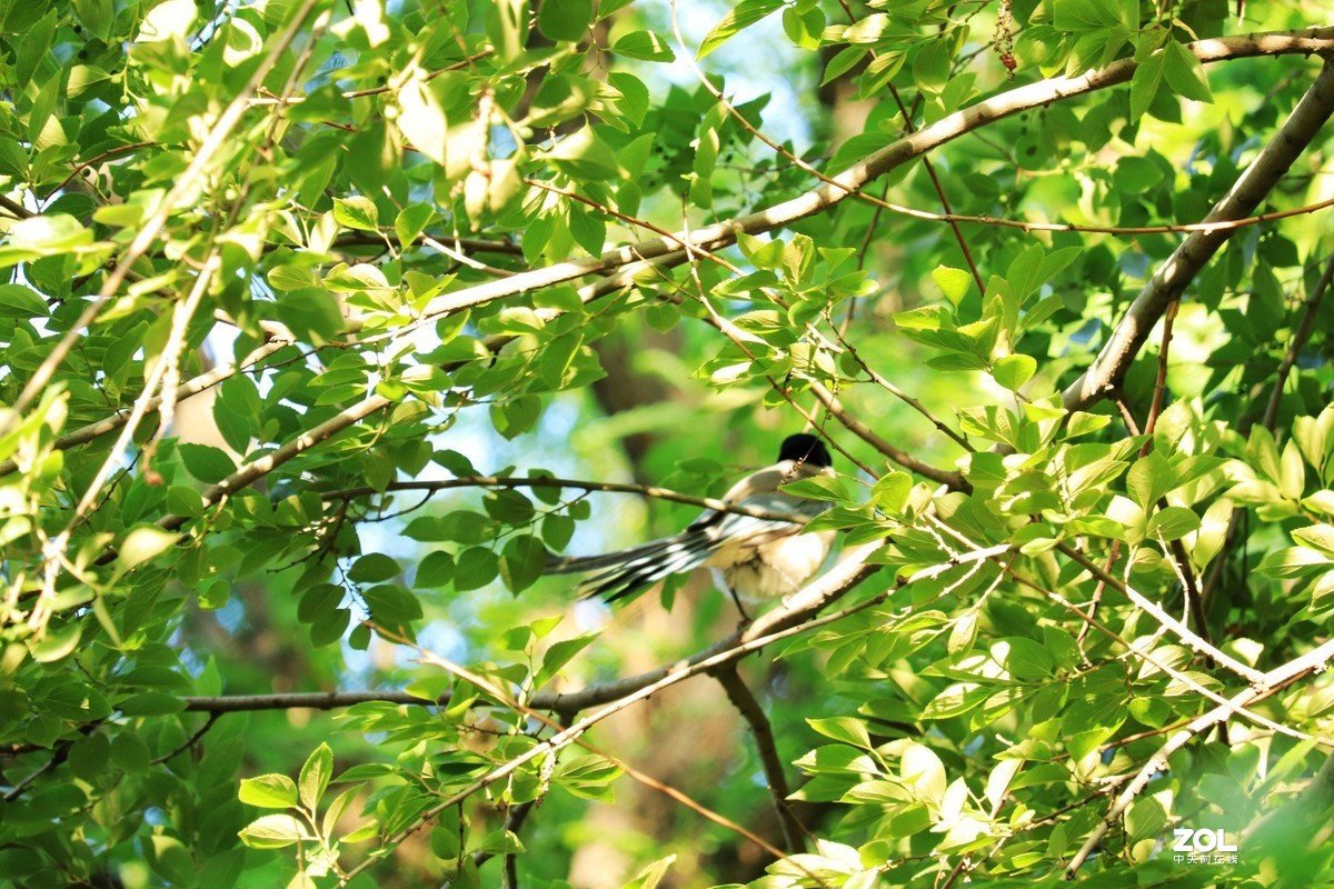 狗头自不量力打鸟，见笑了