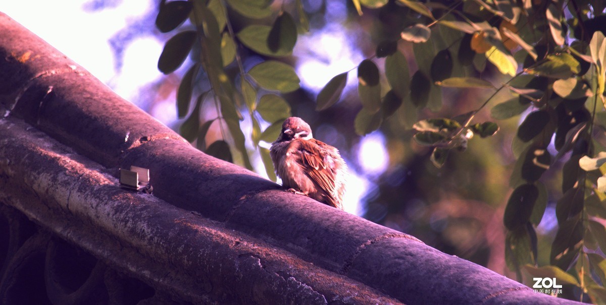 狗头自不量力打鸟，见笑了