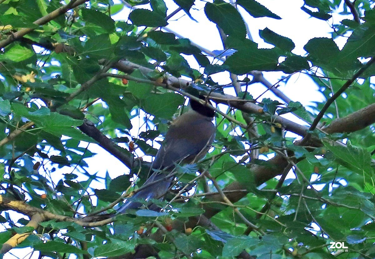狗头自不量力打鸟，见笑了