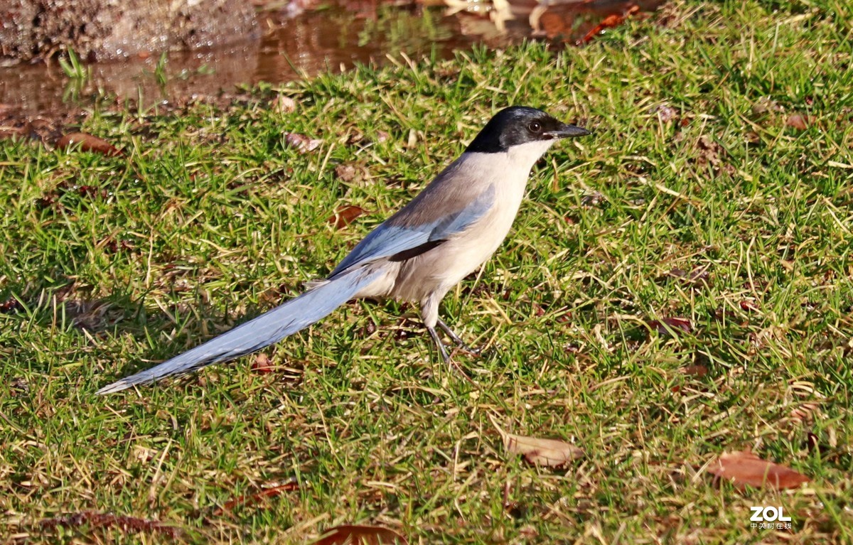 狗头自不量力打鸟，见笑了