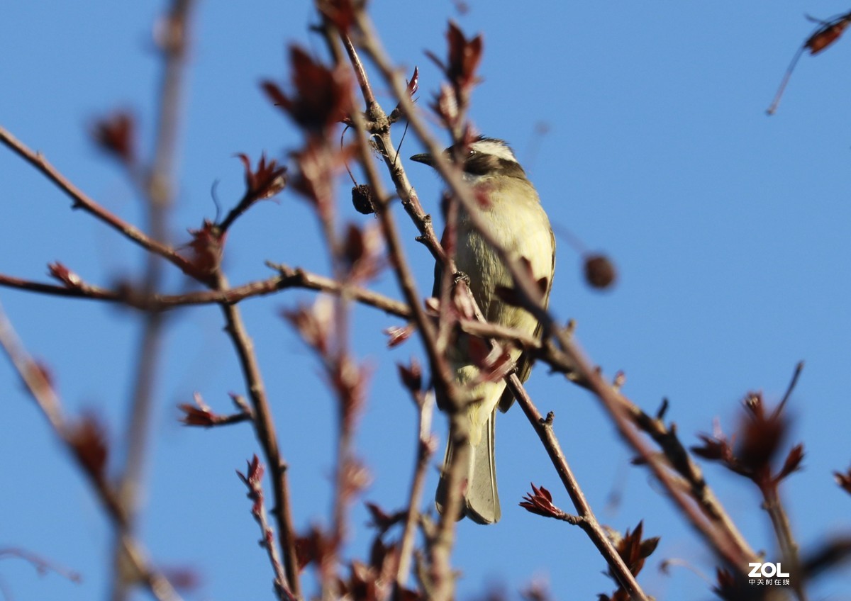 狗头自不量力打鸟，见笑了