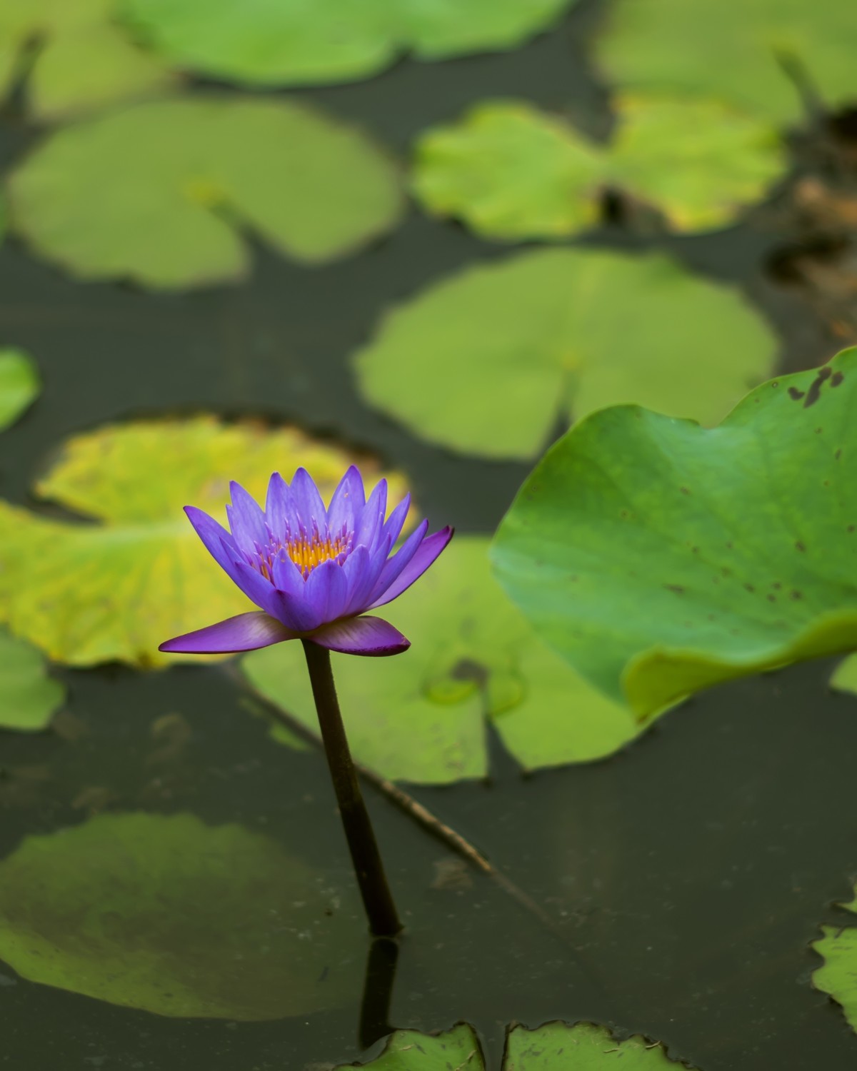 一组花卉