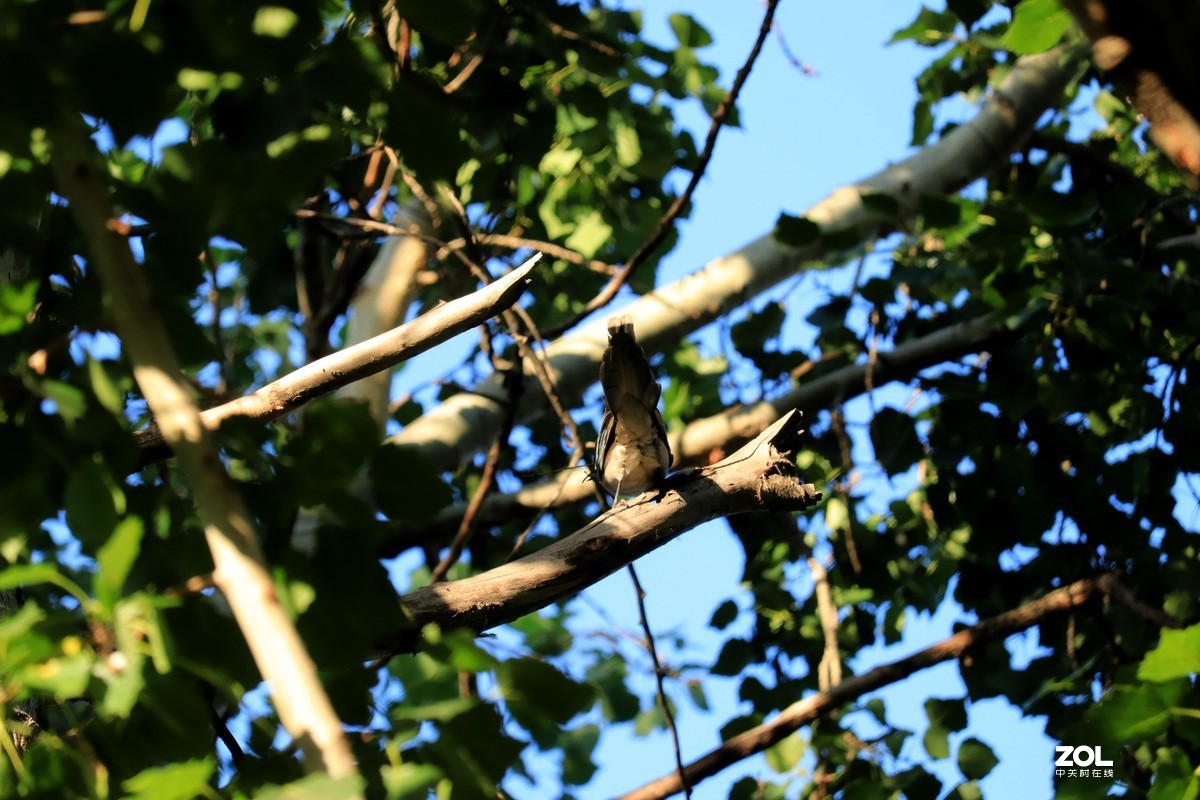 狗头自不量力打鸟，见笑了