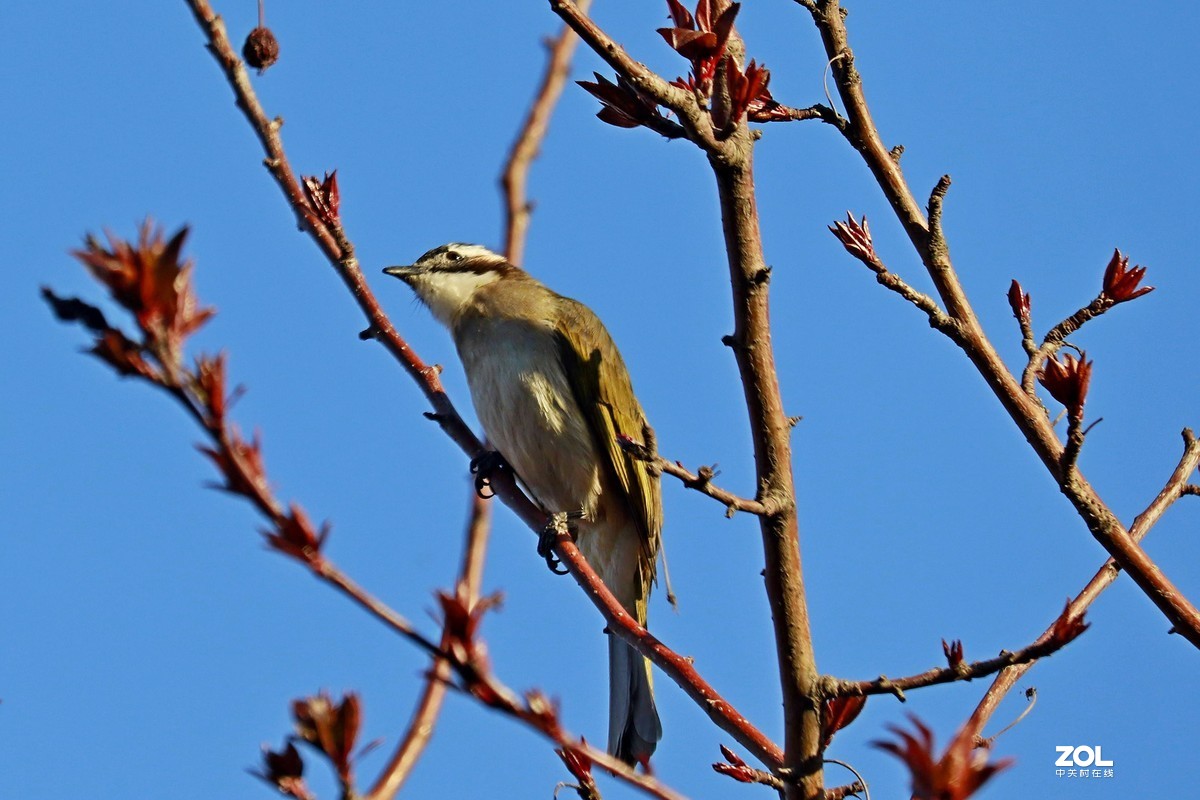 狗头自不量力打鸟，见笑了