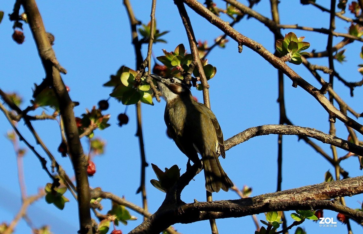 狗头自不量力打鸟，见笑了
