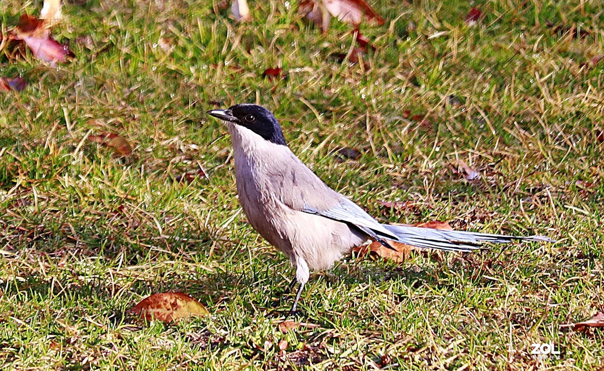 狗头自不量力打鸟，见笑了