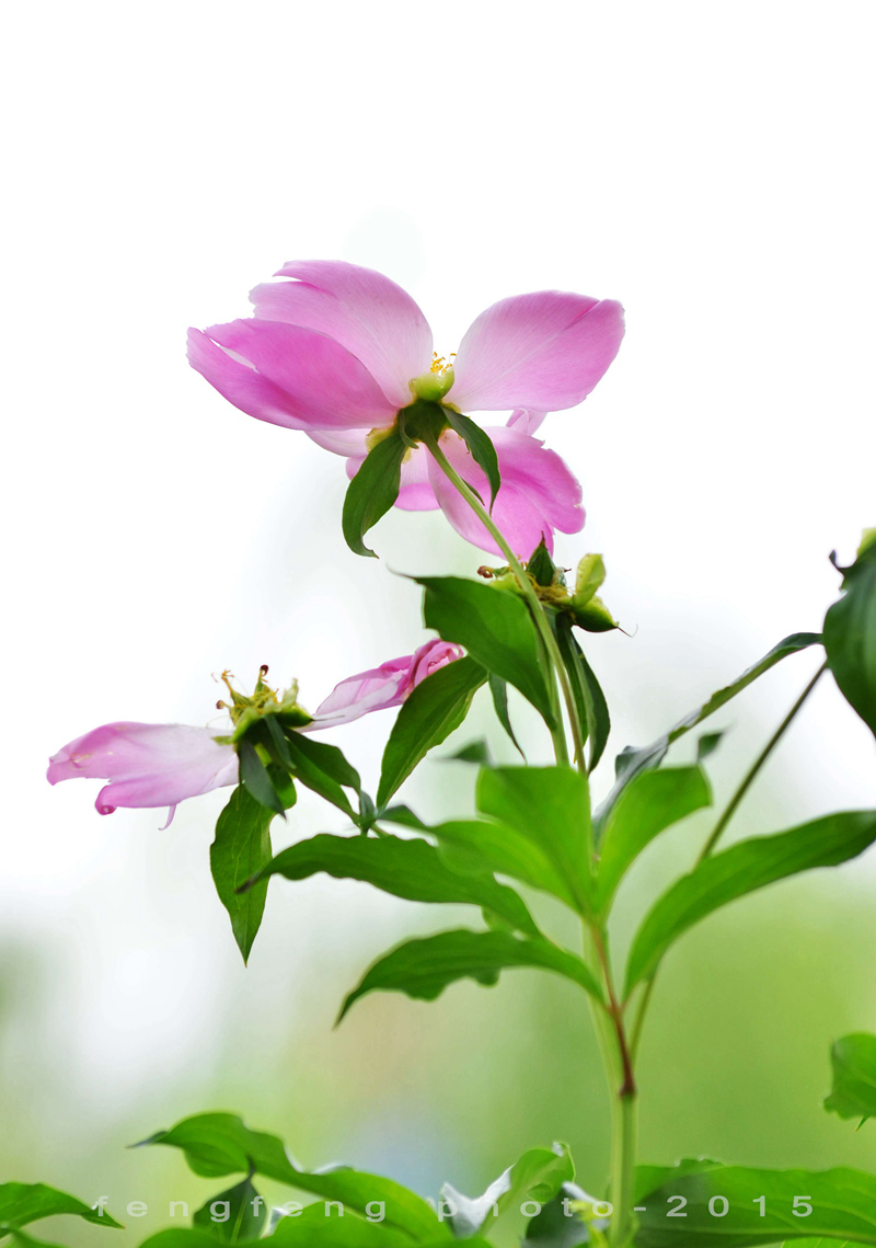 小钢炮花卉摄影一组