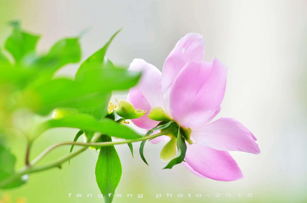 小钢炮花卉摄影一组