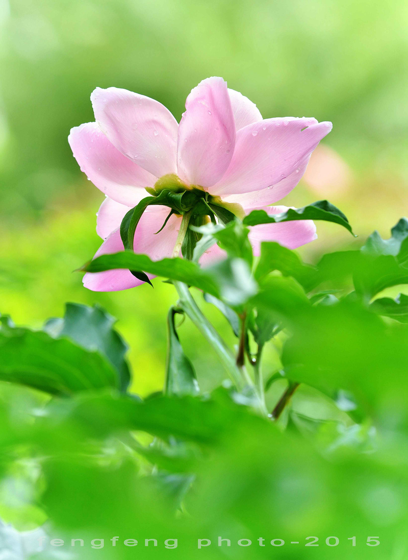 小钢炮花卉摄影一组