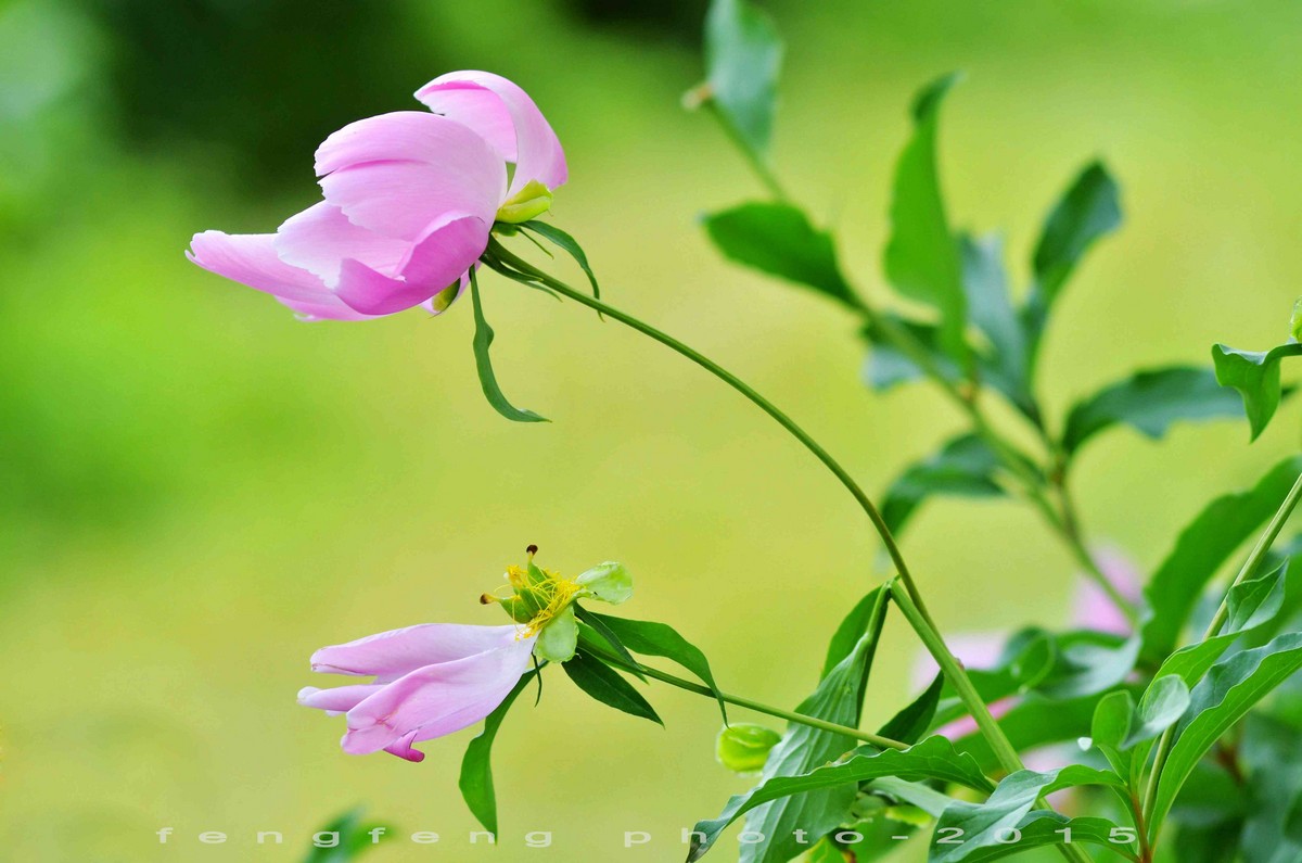 小钢炮花卉摄影一组