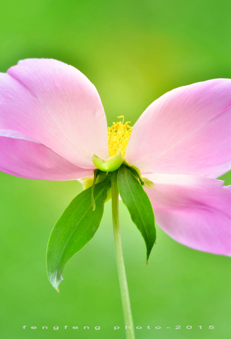 小钢炮花卉摄影一组