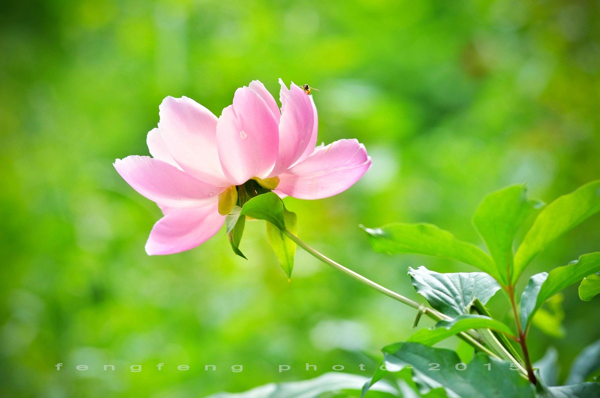 小钢炮花卉摄影一组