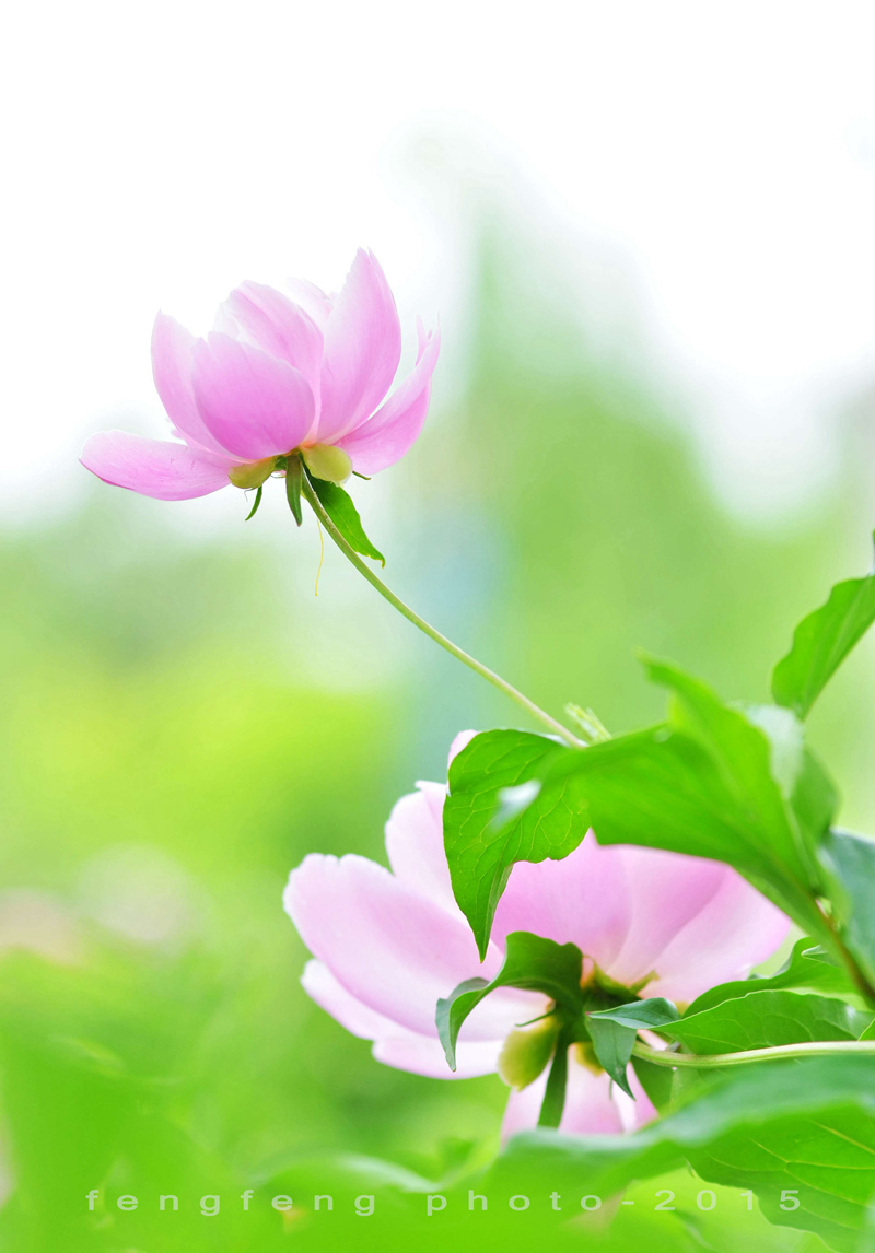 小钢炮花卉摄影一组