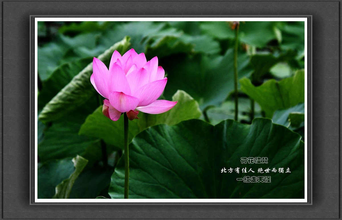 荷花礼赞——北方有佳人，绝世而独立！