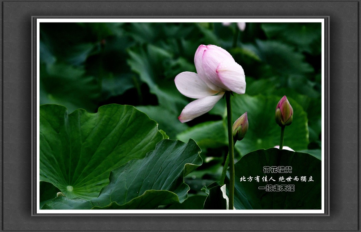 荷花礼赞——北方有佳人，绝世而独立！