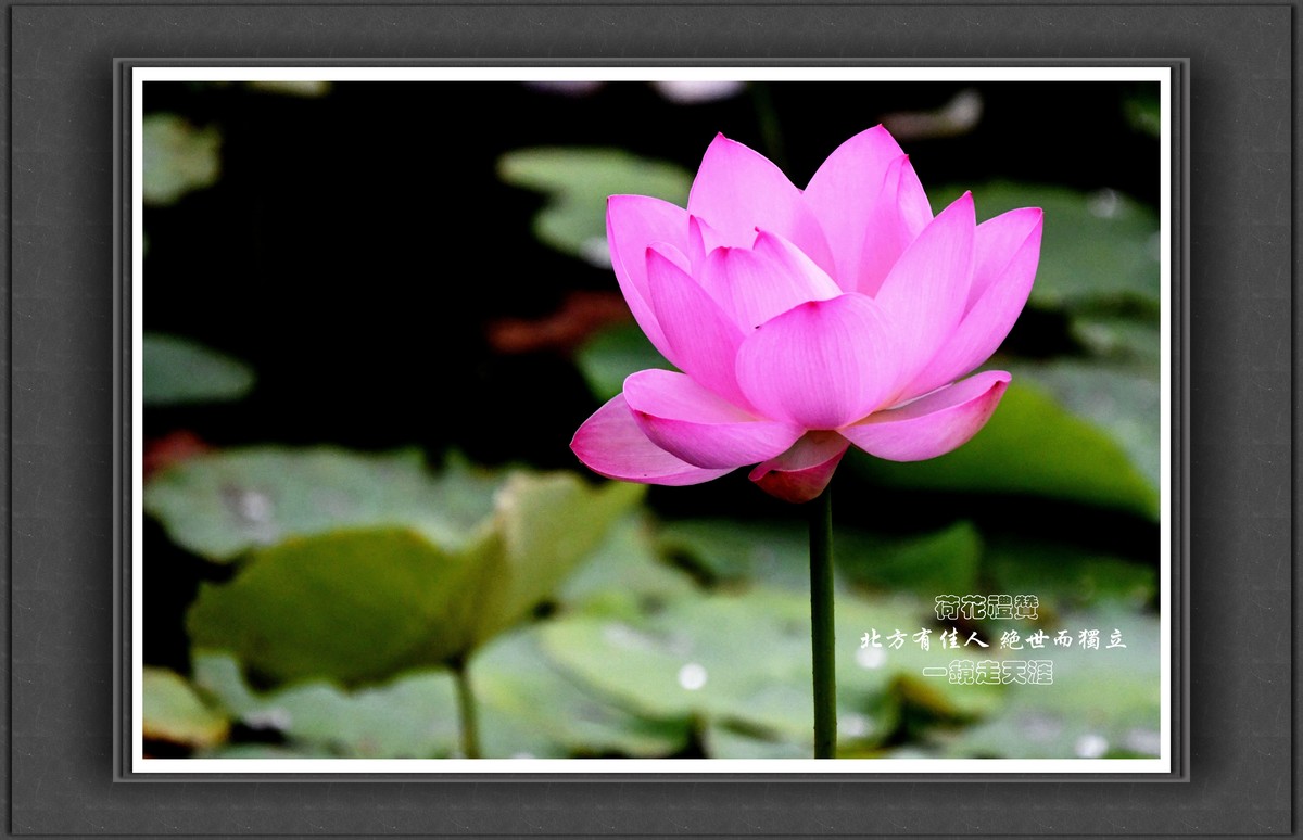 荷花礼赞——北方有佳人，绝世而独立！