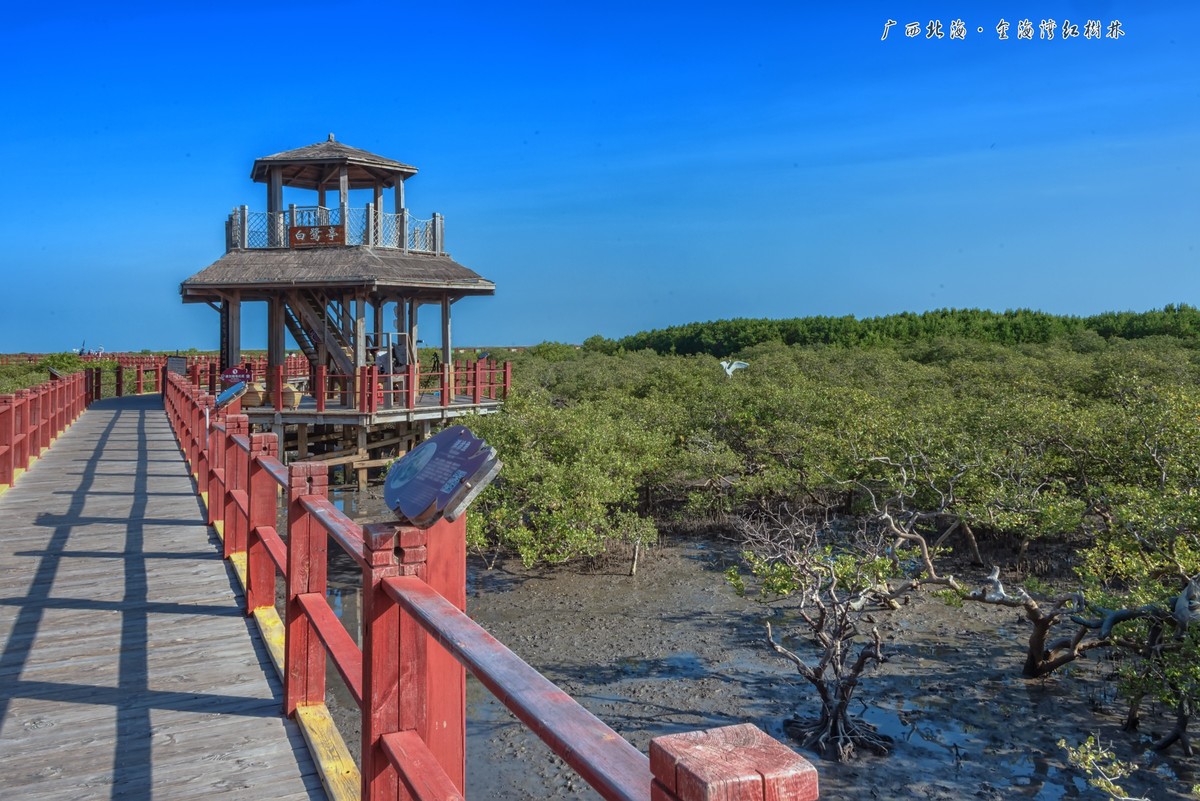 广西北海金海湾红树林疍家赶海人