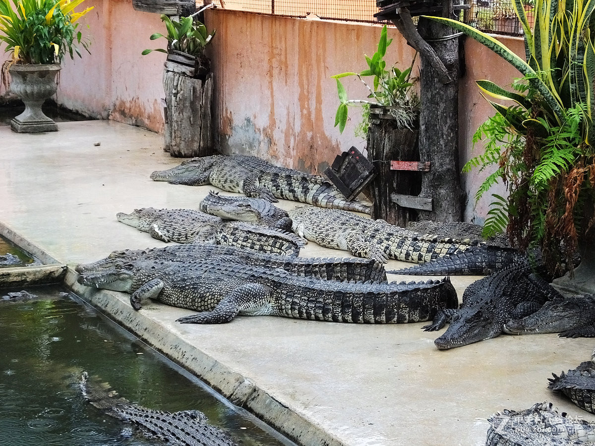 泰国北榄鳄鱼湖动物园,马蜂窝自由行 - 马蜂窝自由行