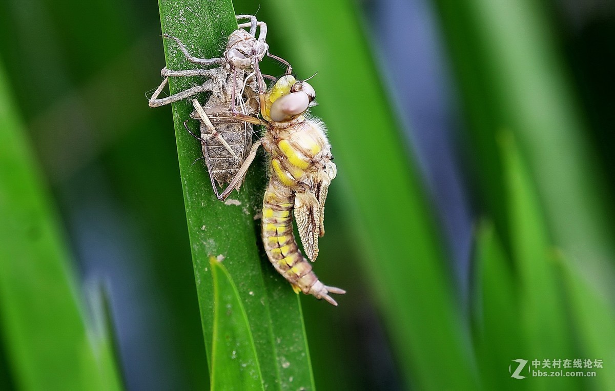蜻蜓蜕变