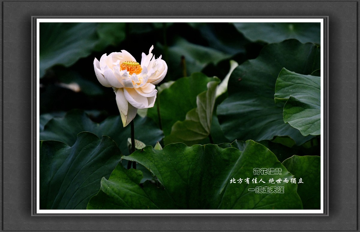 荷花礼赞——北方有佳人，绝世而独立！