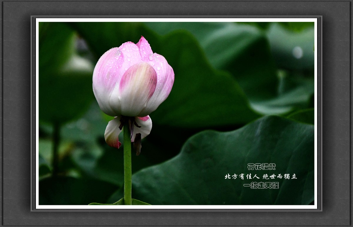 荷花礼赞——北方有佳人，绝世而独立！