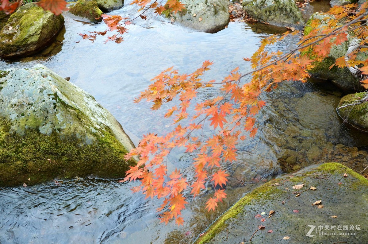 枫都秋色