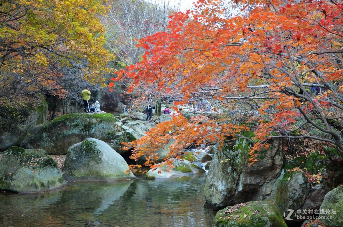 枫都秋色