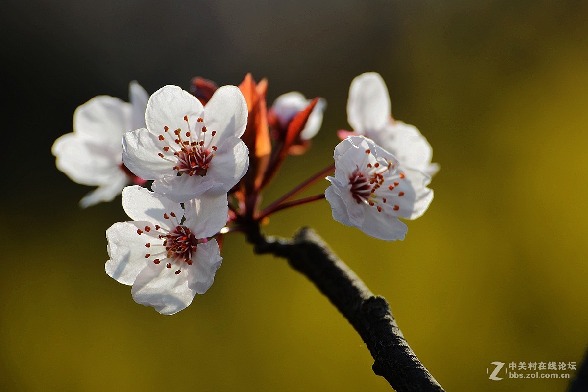 春花叶影送祝福