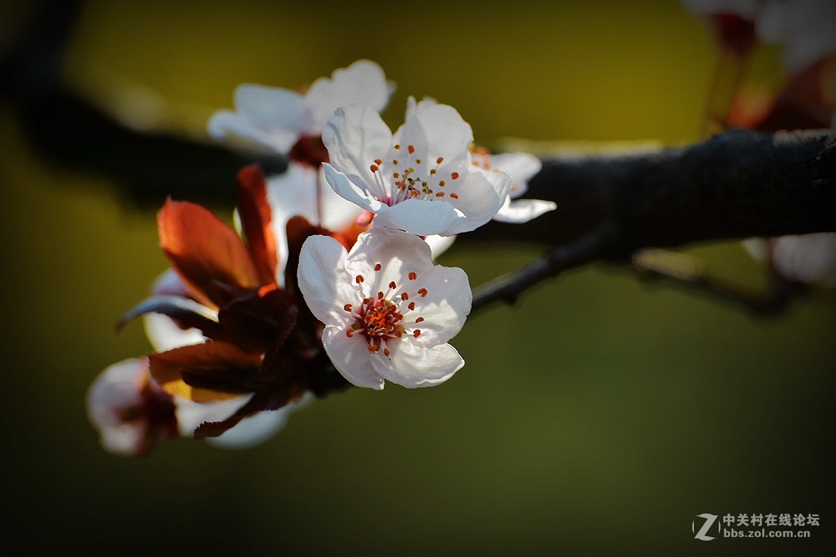 春花叶影送祝福