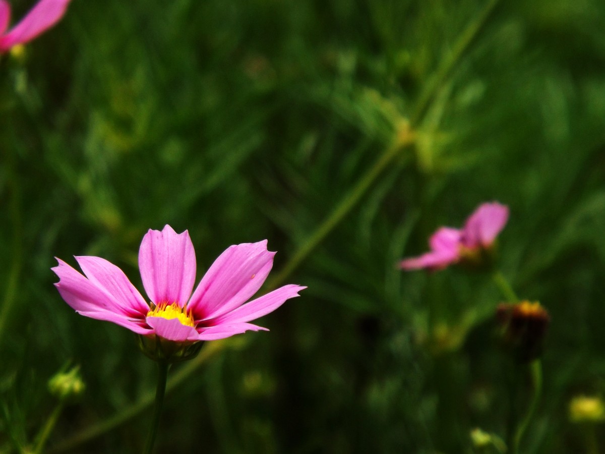 格桑花