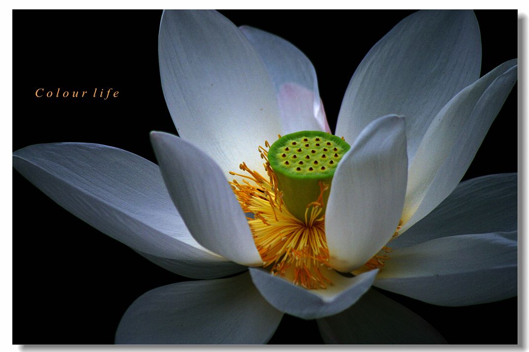 百忙之中拍【荷花】