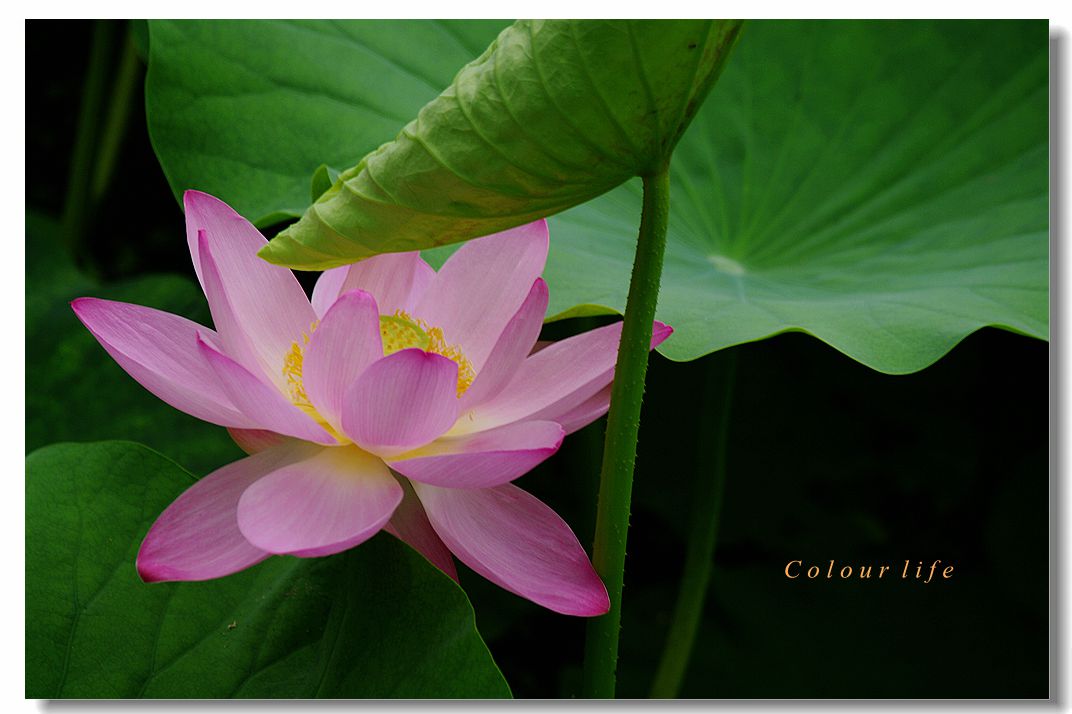 百忙之中拍【荷花】