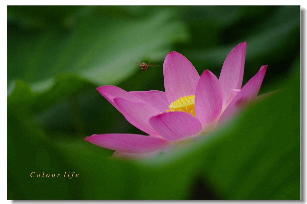 百忙之中拍【荷花】