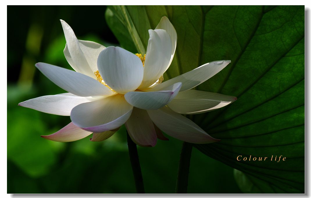 百忙之中拍【荷花】